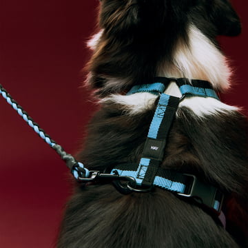 HAY - Dogs Hundegeschirr